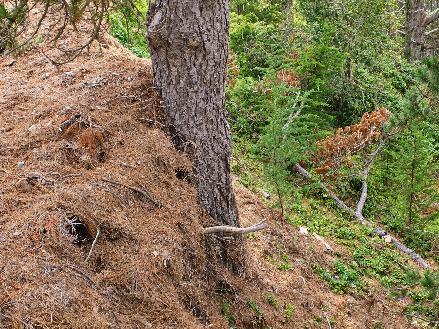 Hillside Restoration & Environmental Cleanup — photo 15