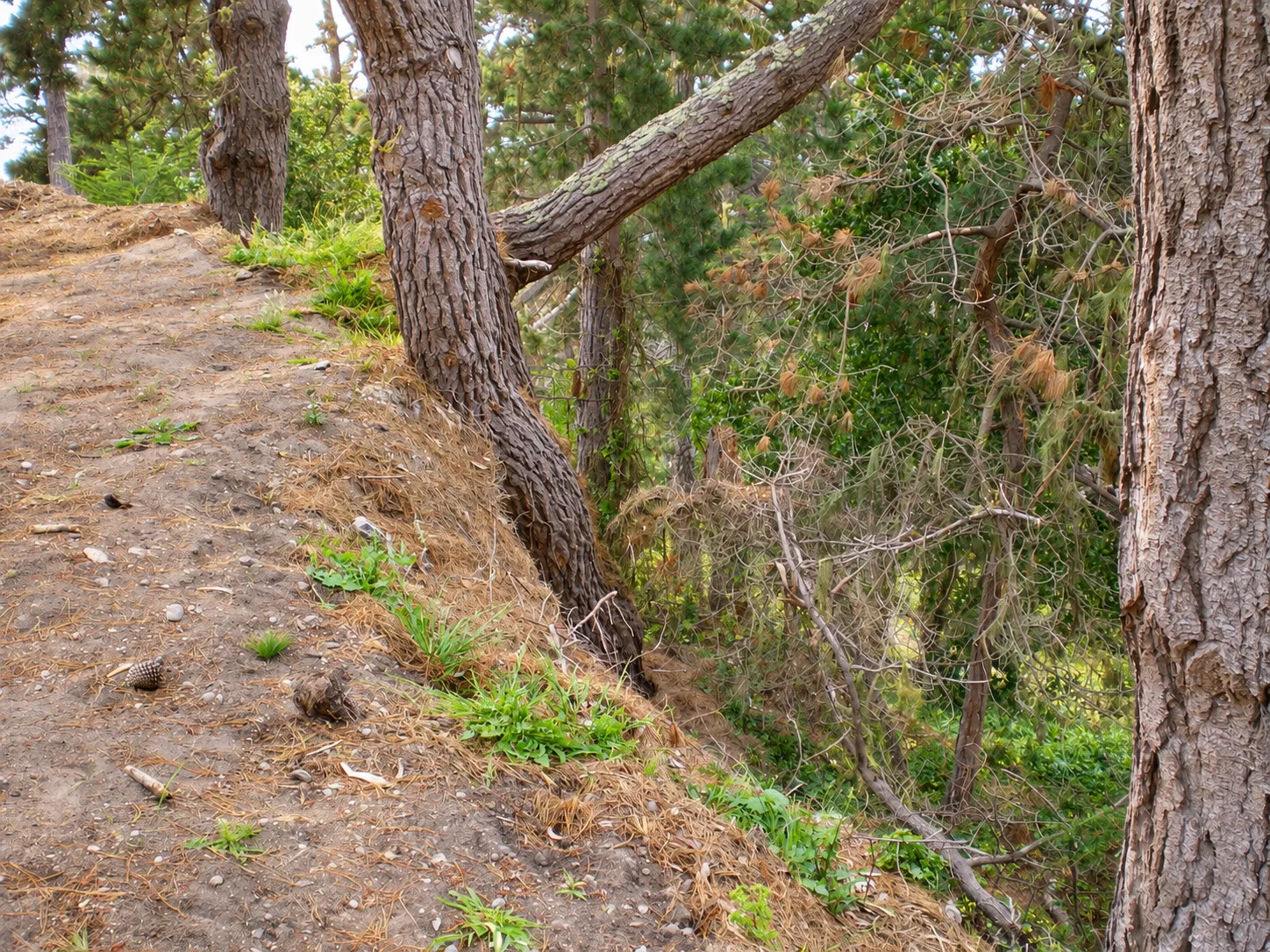 Hillside Restoration & Environmental Cleanup — photo 12