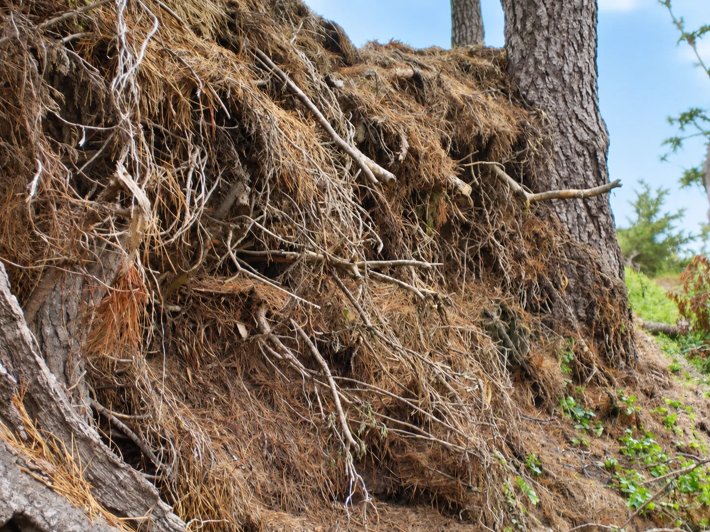 Hillside Restoration & Environmental Cleanup — photo 16