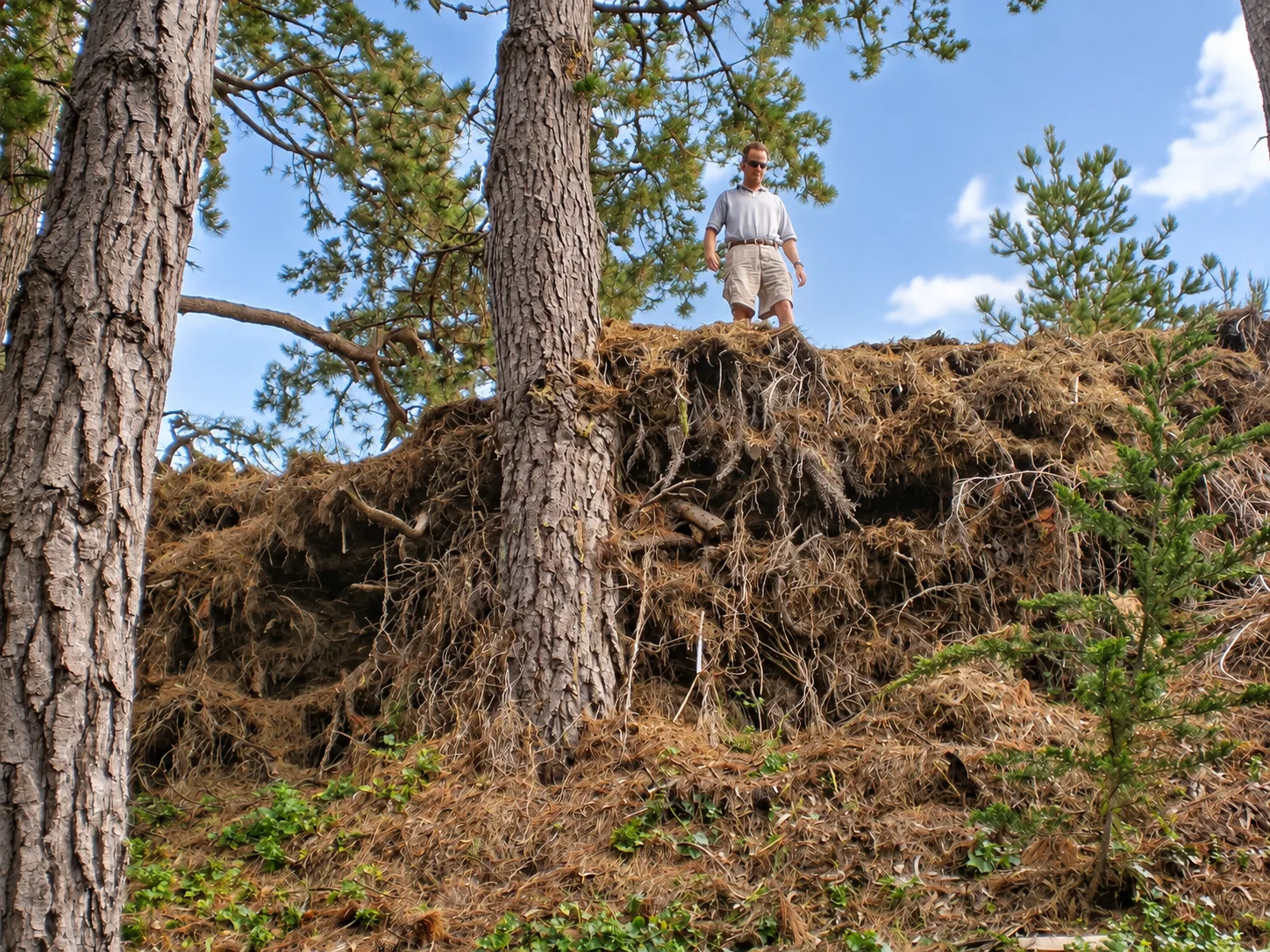 Hillside Restoration & Environmental Cleanup — photo 14