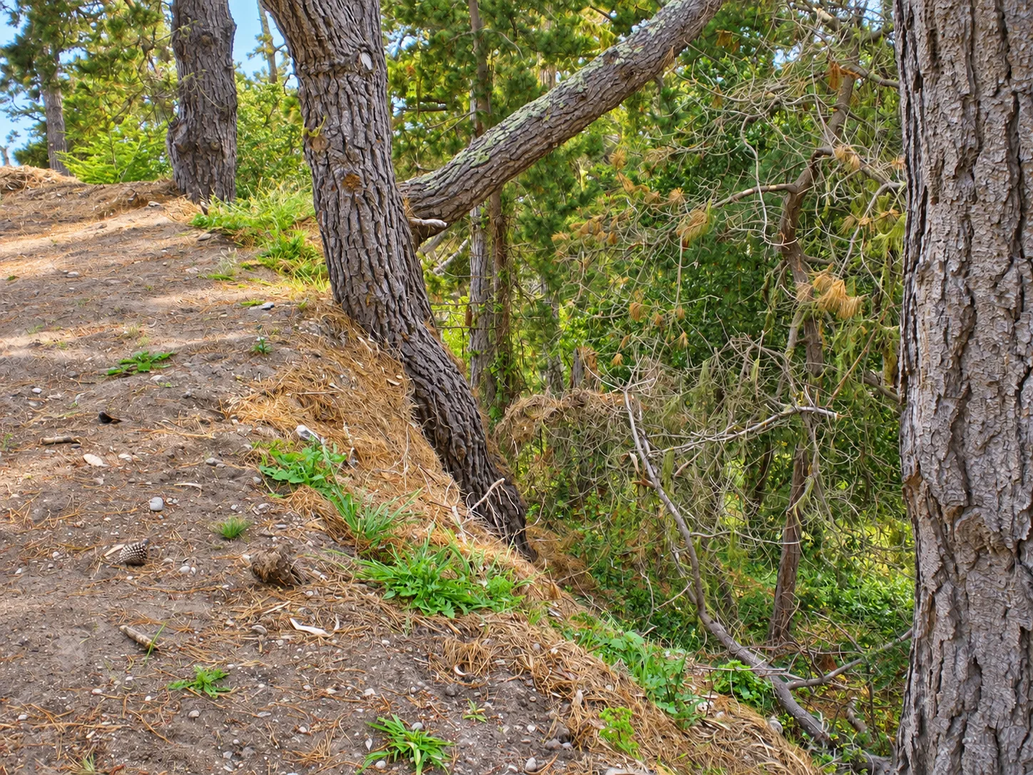 Hillside Restoration & Environmental Cleanup — photo 11