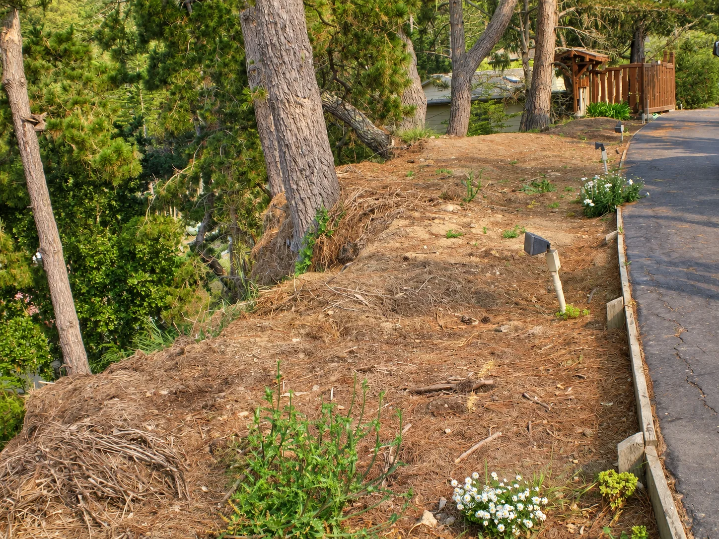 Hillside Restoration & Environmental Cleanup — photo 13