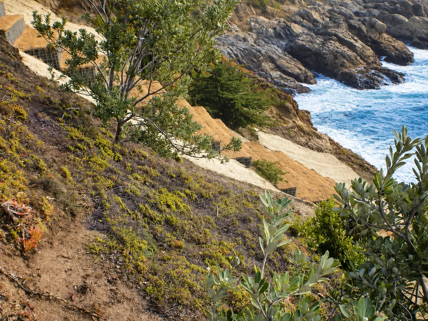 Hillside Restoration & Environmental Cleanup — photo 9
